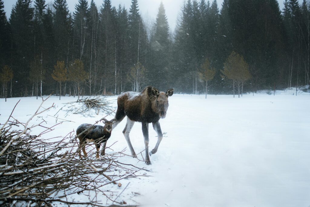 A moose and its calf wander through a snowy forest showcasing winter wildlife.